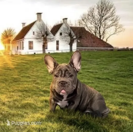 💝 PUDDLES BLUE 💝 – French Bulldog puppy for sale in Deer Park, TX