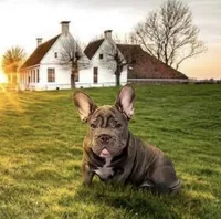 💝 PUDDLES BLUE 💝, a female French Bulldog for sale in Deer Park, TX – 1 of 9