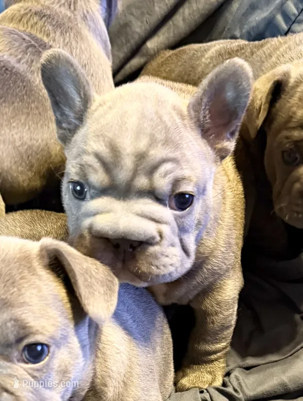 🩵 Fitzgerald Lilac Big Rope 🩵 – French Bulldog puppy for sale in Deer Park, TX