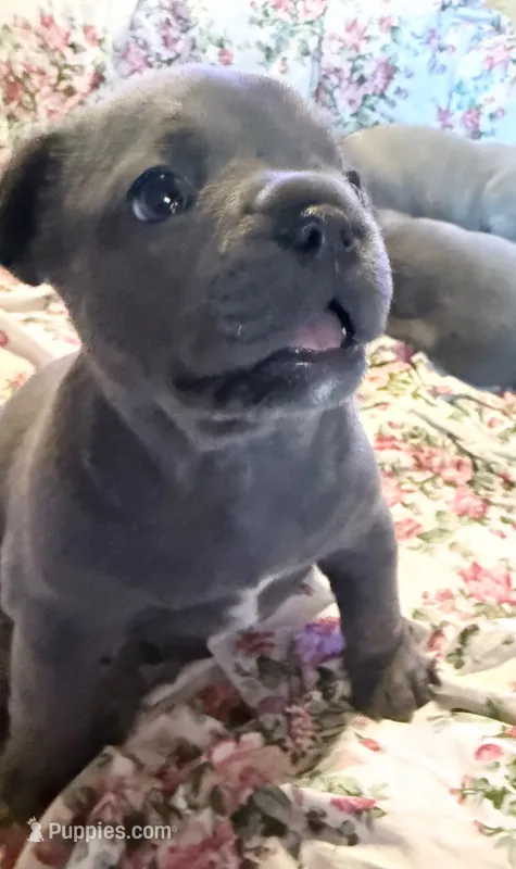 🩵 WILSON 🩵 – French Bulldog puppy for sale in Deer Park, TX
