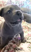 🩵 WILSON 🩵, a male French Bulldog for sale in Deer Park, TX – 1 of 10