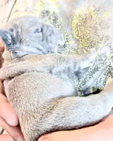 🩵 Fitzgerald Lilac Big Rope 🩵, a male French Bulldog for sale in Deer Park, TX – 2 of 5
