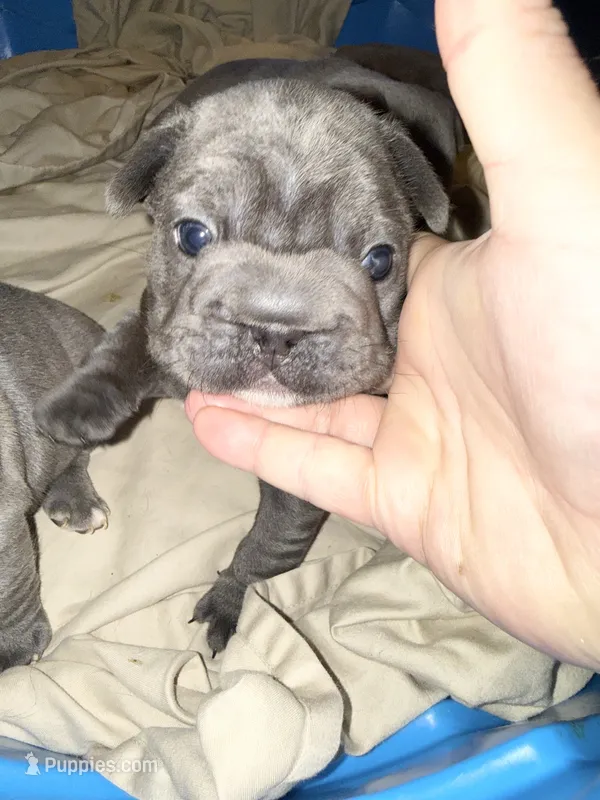 💝 Puddles Blue Big Rope 💝 – French Bulldog puppy for sale in Deer Park, TX