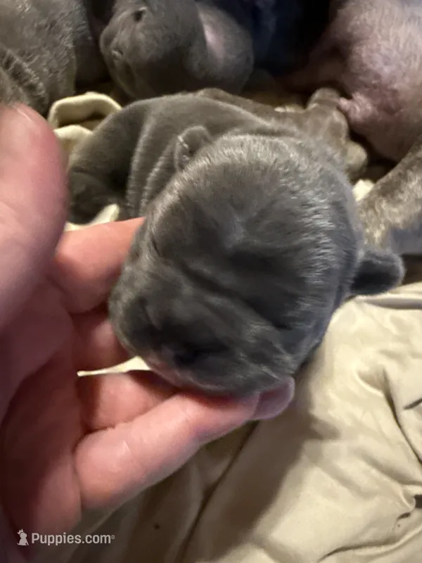 Mc Furry Blue Big Rope – French Bulldog puppy for sale in Deer Park, TX