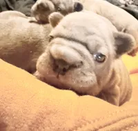 🩵 FITZGERALD LILAC BIG ROPE 🩵, a male French Bulldog for sale in Deer Park, TX – 8 of 10