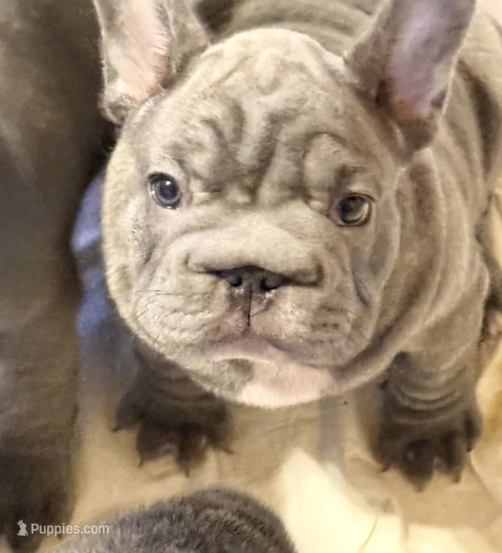 🩵 FITZGERALD LILAC BIG ROPE 🩵 – French Bulldog puppy for sale in Deer Park, TX