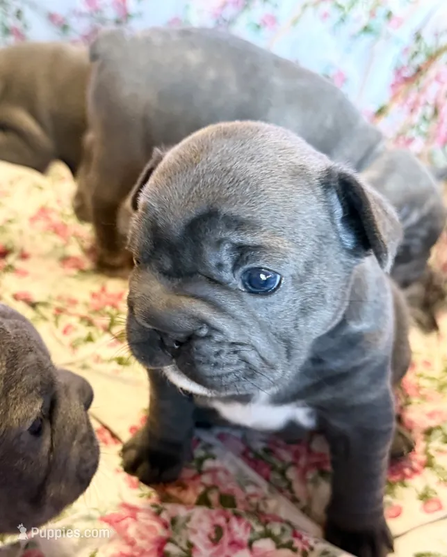 💝 Puddles Blue Big Rope 💝 – French Bulldog puppy for sale in Deer Park, TX