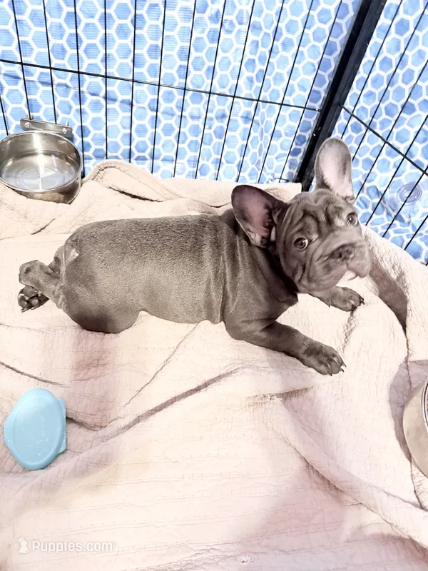 💝 PUDDLES BLUE 💝 – French Bulldog puppy for sale in Deer Park, TX