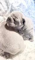 💝 Brookhaven Big Rope 💝, a female French Bulldog for sale in Deer Park, TX – 4 of 10