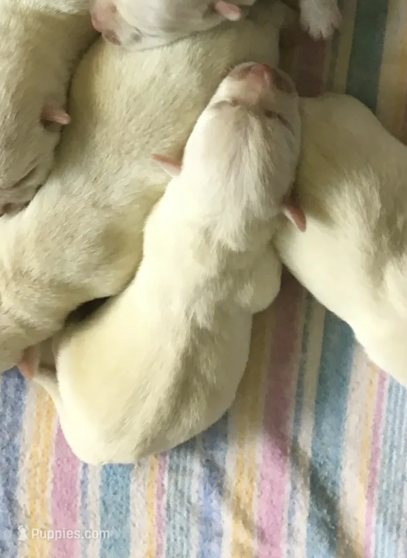 Milo – West Highland White Terrier puppy for sale in Park Rapids, MN