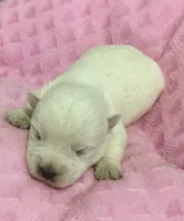 Izzy, a female West Highland White Terrier for sale in Park Rapids, MN – 1 of 1