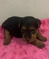 Gemma, a female Welsh Terrier for sale in Park Rapids, MN – 3 of 3