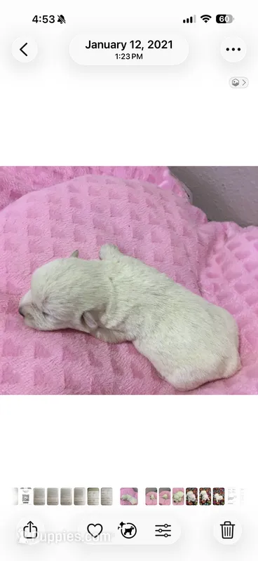 Daisy – West Highland White Terrier puppy for sale in Park Rapids, MN