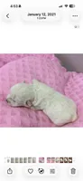 Daisy, a female West Highland White Terrier for sale in Park Rapids, MN – 1 of 1