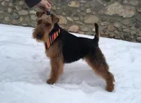 Bree, a female Welsh Terrier for sale in Park Rapids, MN – Photo 2 of 4