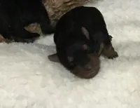 Bree, a female Welsh Terrier for sale in Park Rapids, MN – Photo 1 of 4