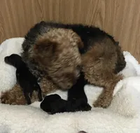 Bree, a female Welsh Terrier for sale in Park Rapids, MN – Photo 4 of 4