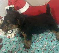 AKC Max, a male Welsh Terrier for sale in Park Rapids, MN – Photo 2 of 2