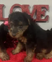 AKC Max, a male Welsh Terrier for sale in Park Rapids, MN – Photo 1 of 2