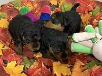 Gemma, a female Welsh Terrier for sale in Park Rapids, MN – 2 of 3