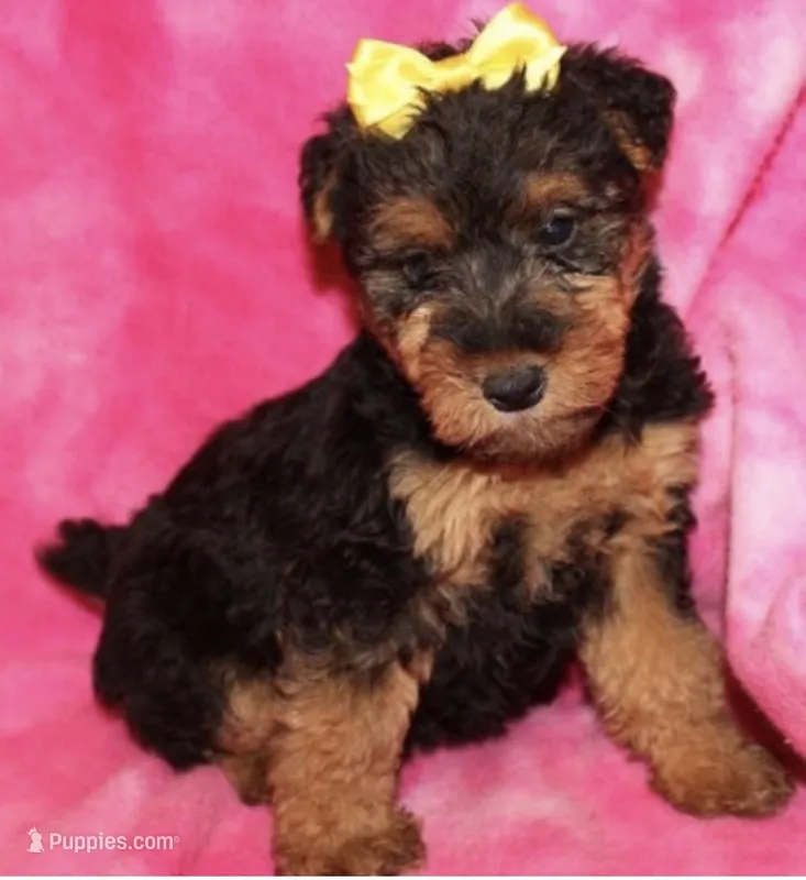 Gemma – Welsh Terrier puppy for sale in Park Rapids, MN