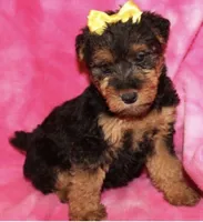 Gemma, a female Welsh Terrier for sale in Park Rapids, MN – 1 of 3