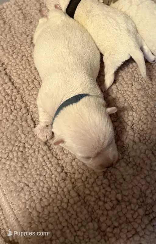 Yeti – West Highland White Terrier puppy for sale in Park Rapids, MN