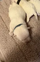 Yeti, a male West Highland White Terrier for sale in Park Rapids, MN – 1 of 1