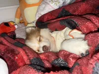 Pomeranian, a female Pomeranian for sale in Trenton, NJ – 3 of 4