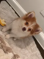 Pomeranian, a female Pomeranian for sale in Trenton, NJ – 4 of 4