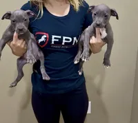 Minni , a female American Pit Bull Terrier for sale in Milan, TN – 3 of 4