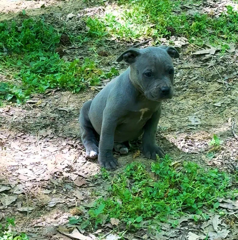 Babygirl  – American Pit Bull Terrier puppy for sale in Milan, TN