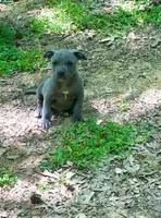 Babygirl , a female American Pit Bull Terrier for sale in Milan, TN – 2 of 3