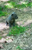Babygirl , a female American Pit Bull Terrier for sale in Milan, TN – 3 of 3