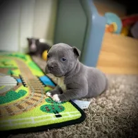 Zeus , a male American Pit Bull Terrier for sale in Milan, TN – Photo 2 of 5