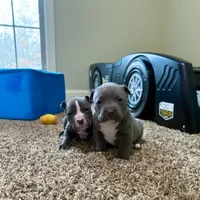 Zeus , a male American Pit Bull Terrier for sale in Milan, TN – Photo 3 of 5