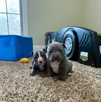 Zeus , a male American Pit Bull Terrier for sale in Milan, TN – Photo 3 of 5