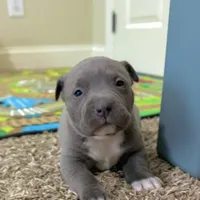 Zeus , a male American Pit Bull Terrier for sale in Milan, TN – Photo 5 of 5