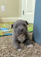 Zeus , a male American Pit Bull Terrier for sale in Milan, TN – Photo 5 of 5