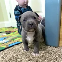 Zeus , a male American Pit Bull Terrier for sale in Milan, TN – Photo 1 of 5