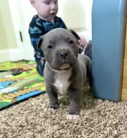 Zeus , a male American Pit Bull Terrier for sale in Milan, TN – Photo 1 of 5