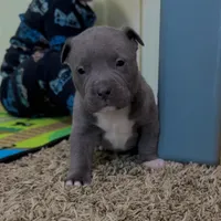 Zeus , a male American Pit Bull Terrier for sale in Milan, TN – Photo 4 of 5