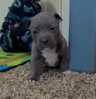 Zeus , a male American Pit Bull Terrier for sale in Milan, TN – Photo 4 of 5