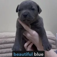 Blue star , a female American Pit Bull Terrier for sale in Milan, TN – 2 of 3