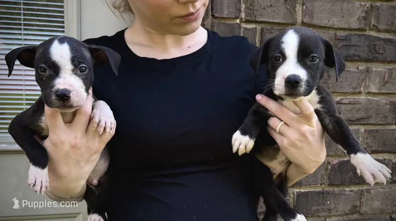 Zoro, a male American Pit Bull Terrier for sale in Milan, TN – Photo 1 of 3