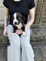 Zoro, a male American Pit Bull Terrier for sale in Milan, TN – Photo 3 of 3