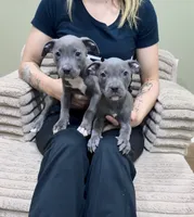 Minni , a female American Pit Bull Terrier for sale in Milan, TN – 2 of 4