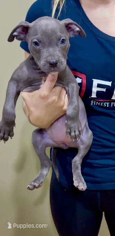 Minni  – American Pit Bull Terrier puppy for sale in Milan, TN