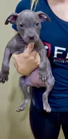 Minni , a female American Pit Bull Terrier for sale in Milan, TN – 1 of 4