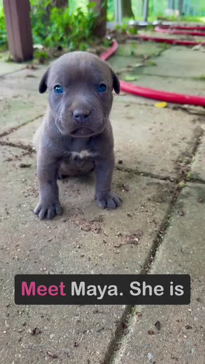 Maya, a female American Pit Bull Terrier for sale in Milan, TN – 4 of 4